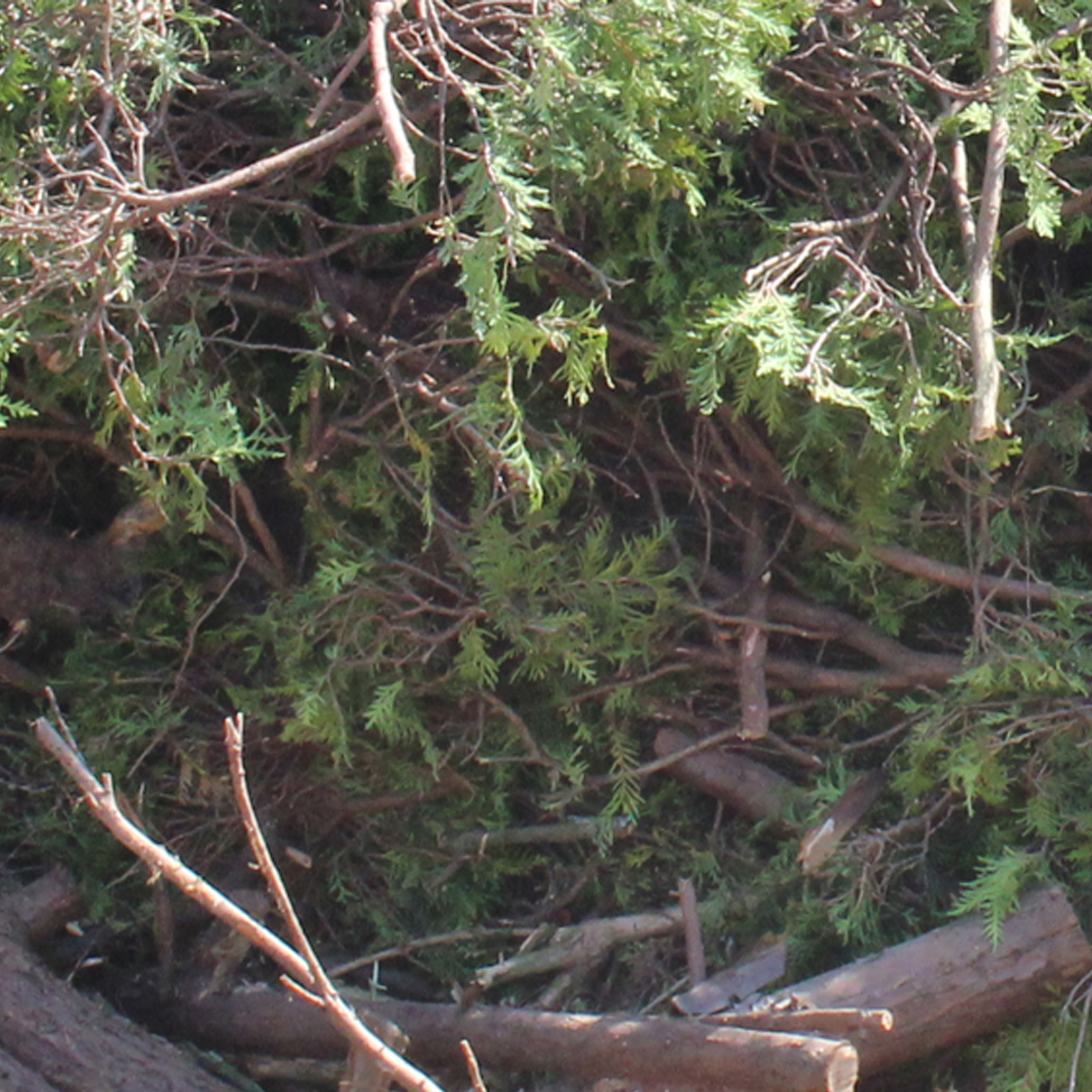 Grünabfall Werner-recycling.de
